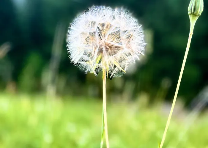 Gasthof Tigia Val Surses