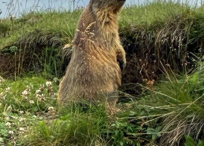 Gasthof Tigia Val Surses *